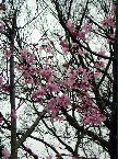 2009年春，再度來到別具特色的陽明山櫻花林，今年的櫻花似乎比以往更茂盛，似乎唱著春之歌，蕾蕾爭豔。