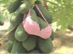 哈哈，連水果也被性騷擾，不過說實在的，台灣水果就是有本錢，只能說台灣農民～架利害！！！