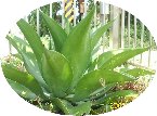 經過查閱書籍應正名為：皇冠龍舌蘭 
學名Scientific name Agave attenuata 'Nerva' 。是觀葉植物，相片中其葉開直徑約一米。皇冠龍舌蘭 ， 龍舌蘭科(Agavaceae)  學名Scientific name Agave attenuata 'Nerva'  喜歡充足陽光，需水量 在生長期間，保持適當的乾燥，等種植材料乾燥再澆水。  
葉水 可直接澆水  