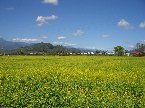 台東的油菜花，在每年冬天盛開，成為旅遊一大景點，歡迎大家冬季來台東觀賞！