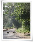 台東森林公園的蜿蜒小徑上，總有許多動物趣事發生，本圖為小狗為會見對街的朋友，跨越馬路的狀況(拍攝地點：台東森林公園小徑，拍攝時間：2007年1月29日)