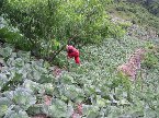 高山的農民因為桃樹一年才收成一次，於是在周圍種高麗菜貼補生活，圖為農婦在拔草