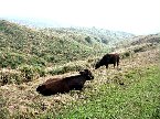 台灣 擎天崗 草原 (qing tian gang grassland)