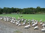 號稱全亞洲最大野生動物園的Safari World於98年年初開幕，距離曼谷市中心頗遠,佔地約480公頃及擁有一個180公頃的雀鳥園。除了開放式動物展覽園之外，每天都會有場不同的精彩表演，例如猩猩打拳擊的表演，令每位來賓享受多元化的節目。除此之外，Safari World 毗鄰有一個以海洋為主題的公園，海豚、海獅及一般水上活動表演都會於Marine Park都有安排演出。
