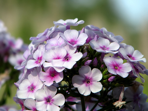 7月14日草夾竹桃 秋止符部落 Udn城市