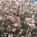 cheery blossom