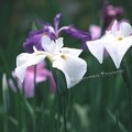 Iris ensata var. hortensis
