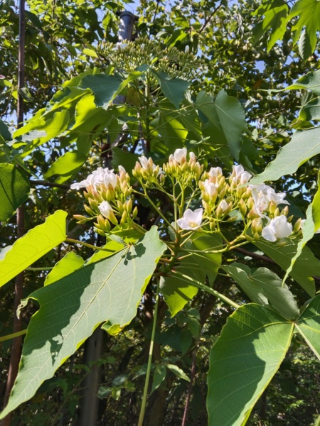 桐花乍現 夏老師部落格plus Udn部落格