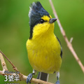 台灣野鳥攝影