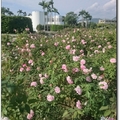 臺北玫瑰園》花博公園新生園區 全台北市品種最多的玫瑰園 - 79
