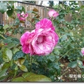 臺北玫瑰園》花博公園新生園區 全台北市品種最多的玫瑰園 - 22