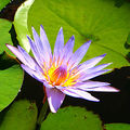 Blue NIle Water Lily