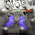 蝴蝶博物馆