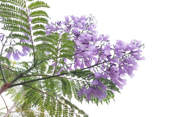 藍花楹 六十而耳順 Udn部落格