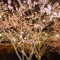 夜間櫻花