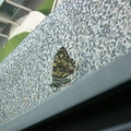 窗檯上的蝴蝶