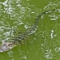 湖裏的小鱷魚