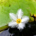 印度莕菜俗名「金銀蓮花」，曾廣泛分佈於台灣各地的池塘和溼地，尤其日月潭最多，遺憾的是過了日治時期，就再也沒有任何的標本採集記錄，可能早已滅絕了，現在所見多為園藝栽培品種，由於花形特殊，是很受歡迎的水生觀賞植物。