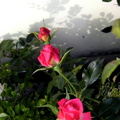 種了快一年的薔薇花，第一次上鏡...陽光照在牆上...覺得好柔美... (這張是用相機拍的...)