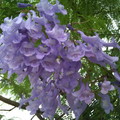 花：春末至夏季開花，為藍色鐘形的小花，花二唇狀，內有四個雄蕊，兩長兩短，及一頂端絲狀裂的假雄蕊。