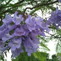 別名巴西紫葳、紫雲木、非洲紫葳。原產地巴西、秘魯、玻利維尼亞及西印度群島。
紫葳科，落葉喬木，外形酷似鳳凰木。
