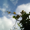絲瓜棚下看天空