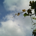 絲瓜棚下看天空