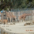 加州奧克蘭動物園(Oakland Zoo) - 1