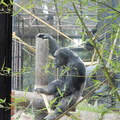 遊奧克蘭動物園(Oakland Zoo) - 4