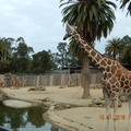 遊奧克蘭動物園(Oakland Zoo) - 5