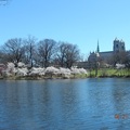 訪澤西，賞櫻花 (Branch Brook Park Cherry Blossom Festival) - 1