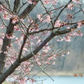 訪澤西，賞櫻花 (Branch Brook Park Cherry Blossom Festival) - 14