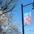 訪澤西，賞櫻花 (Branch Brook Park Cherry Blossom Festival) - 15