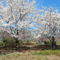 訪澤西，賞櫻花 (Branch Brook Park Cherry Blossom Festival) - 18