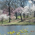 訪澤西，賞櫻花 (Branch Brook Park Cherry Blossom Festival) - 19