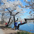 訪澤西，賞櫻花 (Branch Brook Park Cherry Blossom Festival) - 21