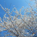 訪澤西，賞櫻花 (Branch Brook Park Cherry Blossom Festival) - 23