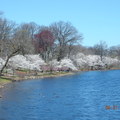 訪澤西，賞櫻花 (Branch Brook Park Cherry Blossom Festival) - 24