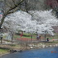 訪澤西，賞櫻花 (Branch Brook Park Cherry Blossom Festival) - 25