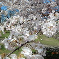 訪澤西，賞櫻花 (Branch Brook Park Cherry Blossom Festival) - 26