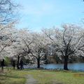 訪澤西，賞櫻花 (Branch Brook Park Cherry Blossom Festival) - 36