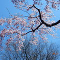 訪澤西，賞櫻花 (Branch Brook Park Cherry Blossom Festival) - 37