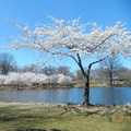訪澤西，賞櫻花 (Branch Brook Park Cherry Blossom Festival) - 38