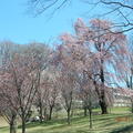 訪澤西，賞櫻花 (Branch Brook Park Cherry Blossom Festival) - 39