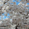 訪澤西，賞櫻花 (Branch Brook Park Cherry Blossom Festival) - 42