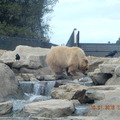 遊奧克蘭動物園(Oakland Zoo) - 13