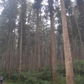 Forest in Si Tou, NanTou