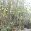 Bamboo forest in SiTou, NanTou