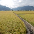 Rice field in TaiDung