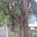 Canopy road in TaiDung